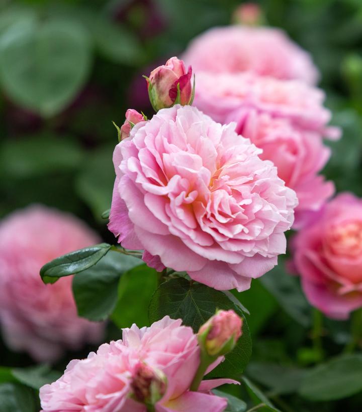 Image credit: David Austin Roses