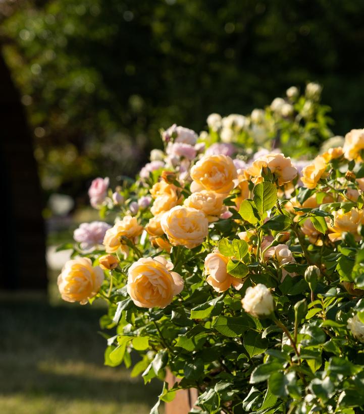 Image Credit: David Austin Roses