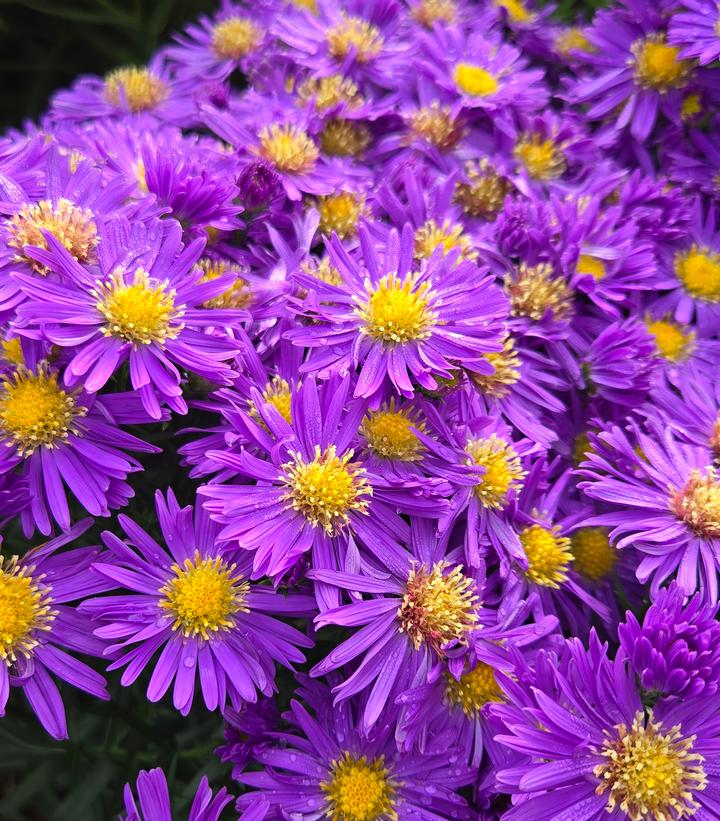 Image Credit: Prides Corner Farms