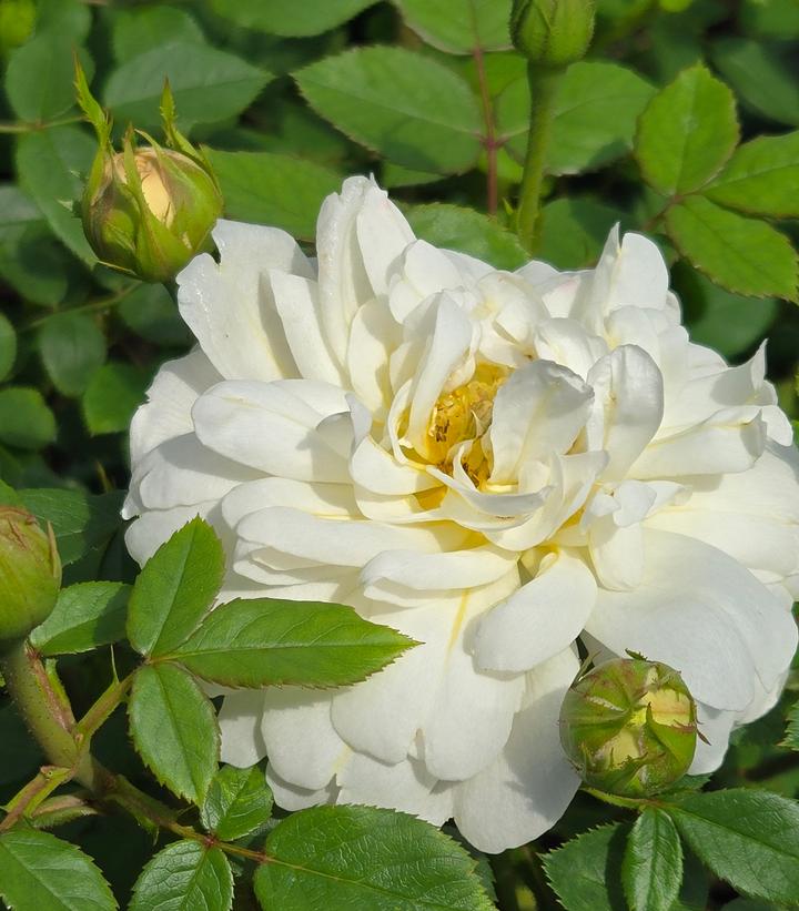 Image Credit: Prides Corner Farms