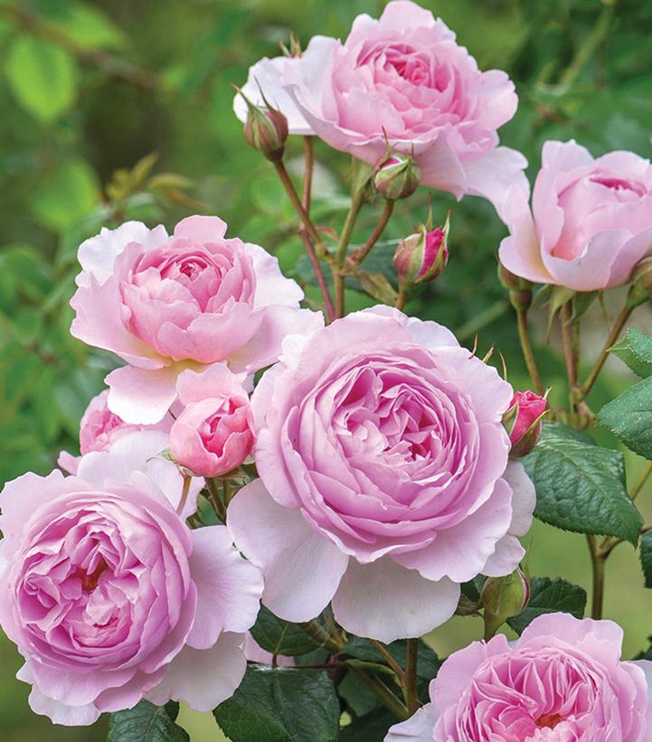 Image Credit: David Austin Roses