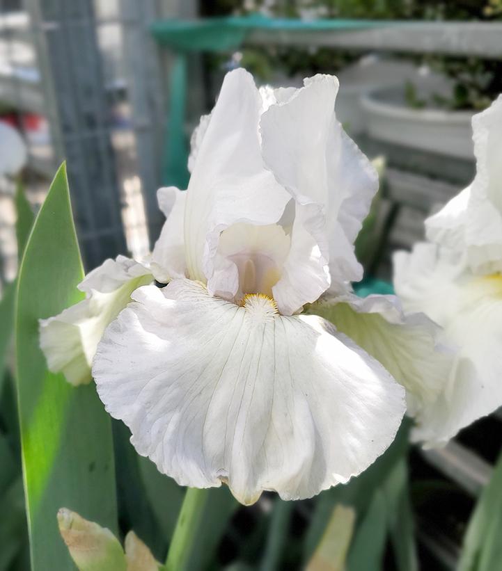 Image Credit: Prides Corner Farms