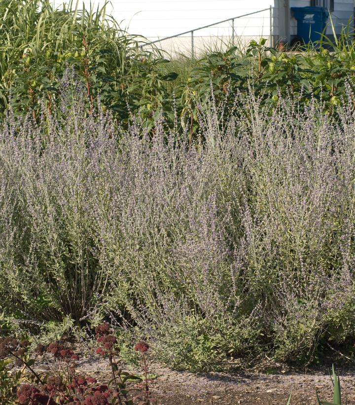 Image Credit: Walters Gardens