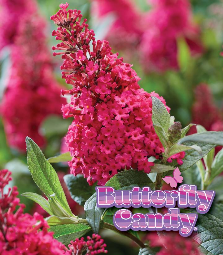 Image credit: Butterfly Candy