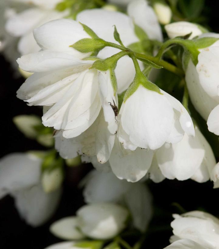 Image Credit: Bailey Nursery