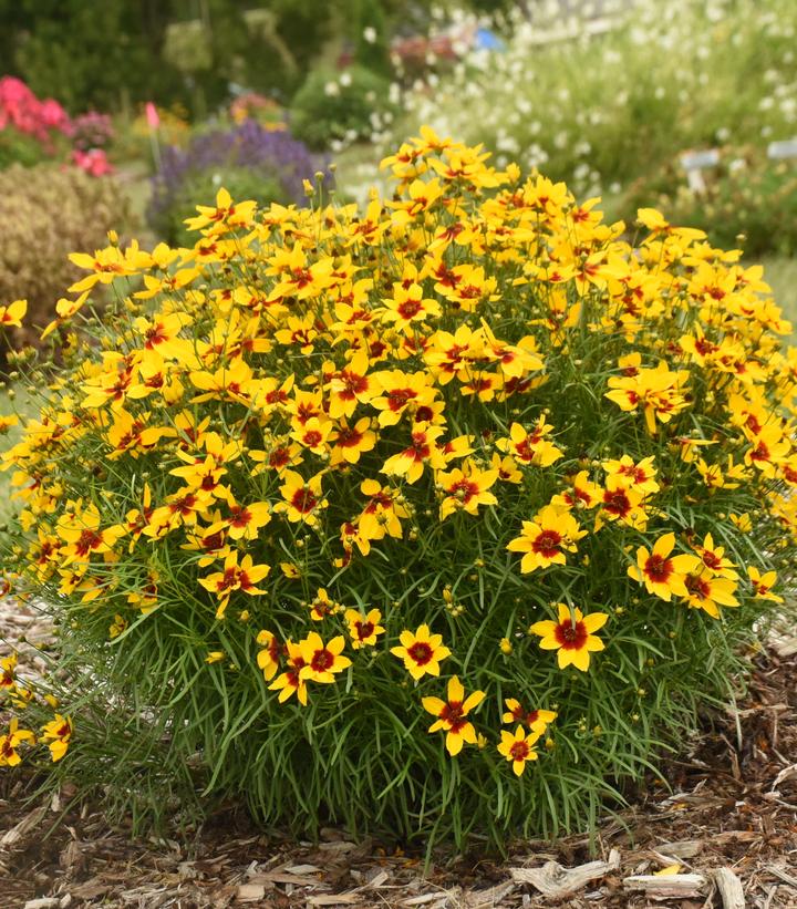Image credit - Walters garden