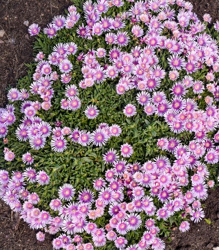 Image credit - Walters Gardens