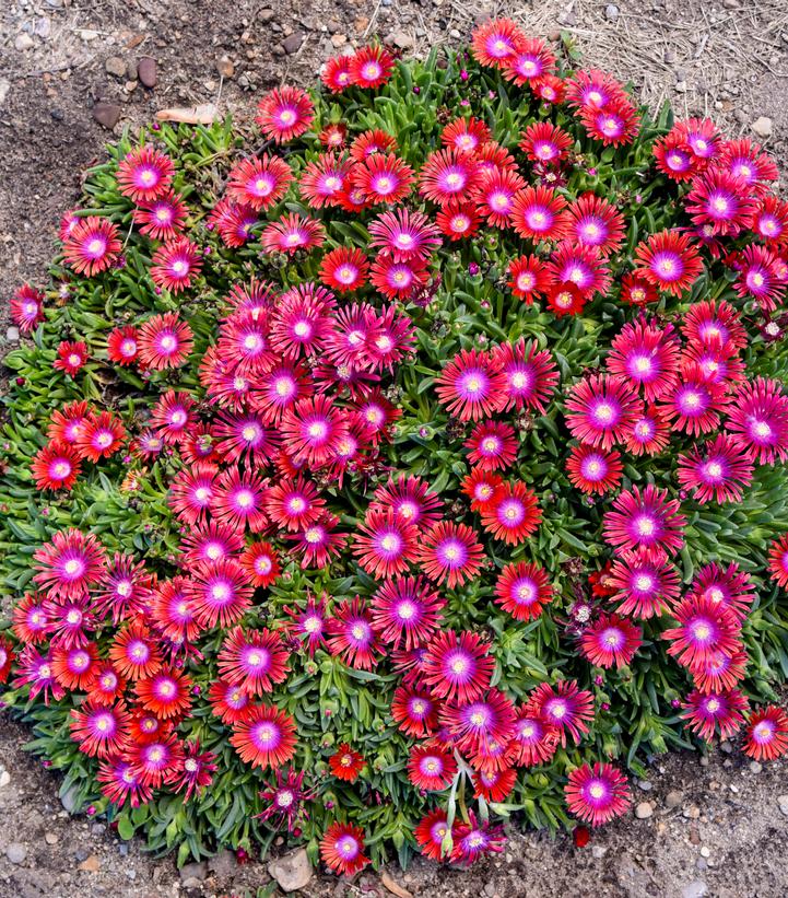 Image credit - Walters Gardens