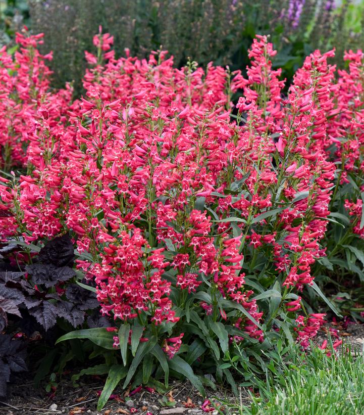 Image credit - Walters Gardens