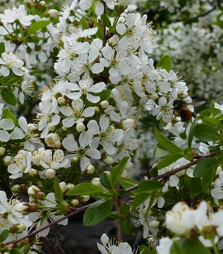 Image Credit: Bylands Nursery