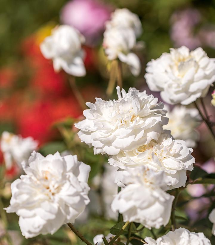 Image Credit: David Austin Roses