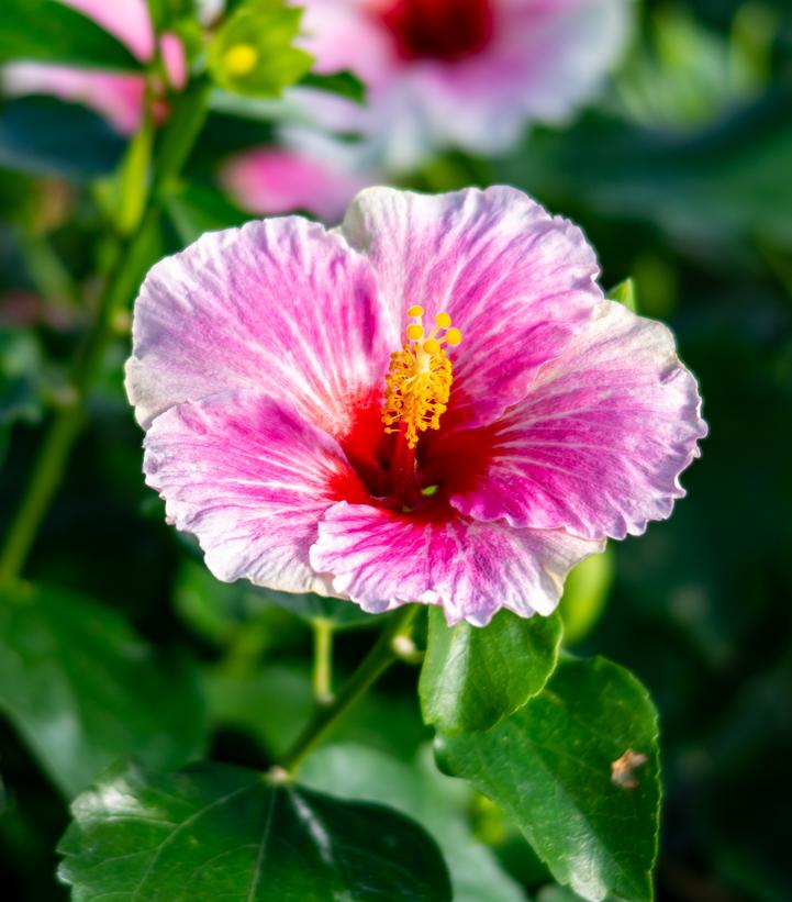 Image Credit: Spring Meadow Nursery