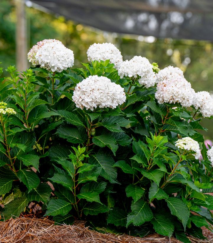 Image Credit: Bailey Nurseries