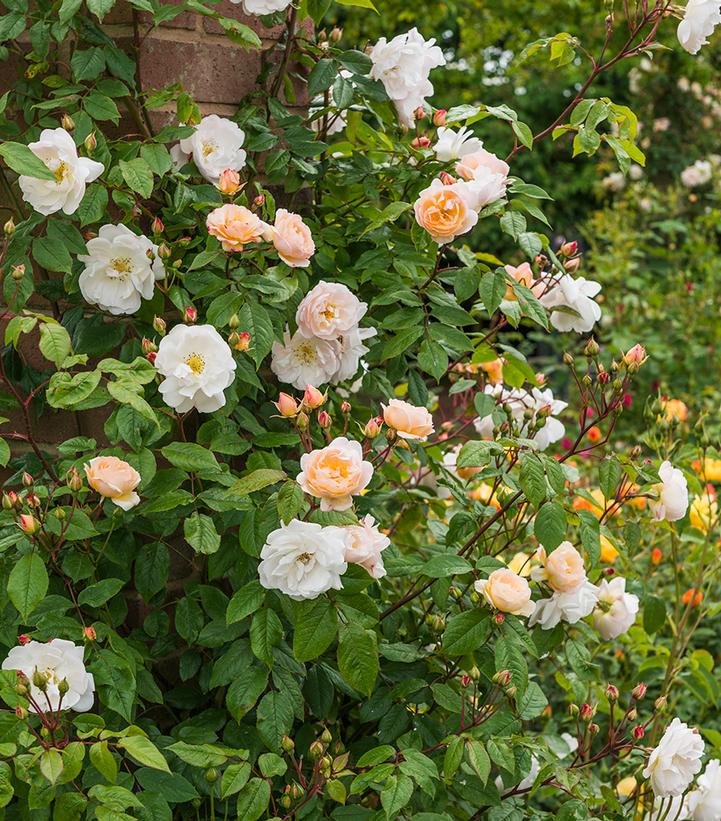 Image Credit: David Austin Roses