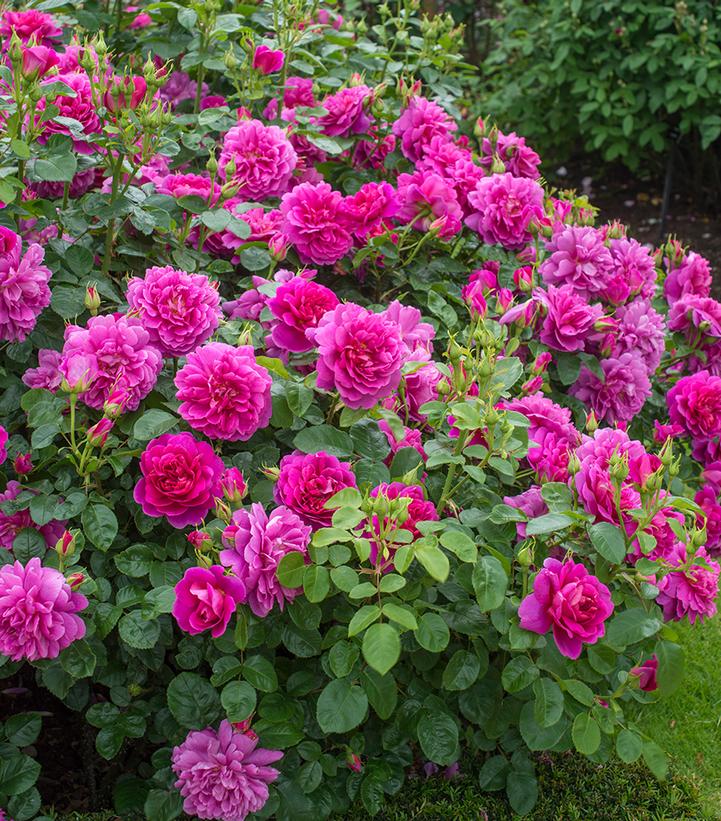 Image Credit: David Austin Roses