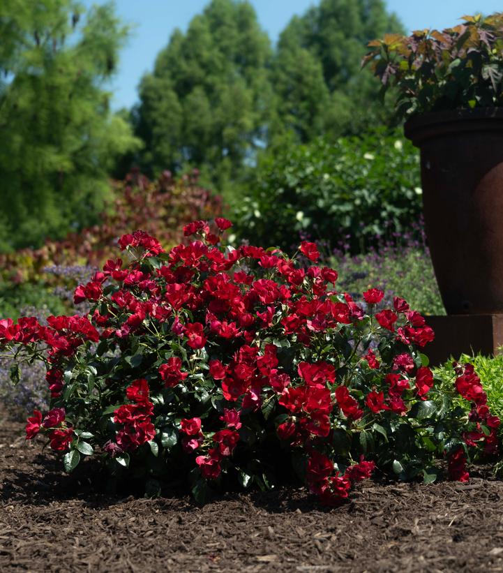Image Credit: Star Roses and Plants