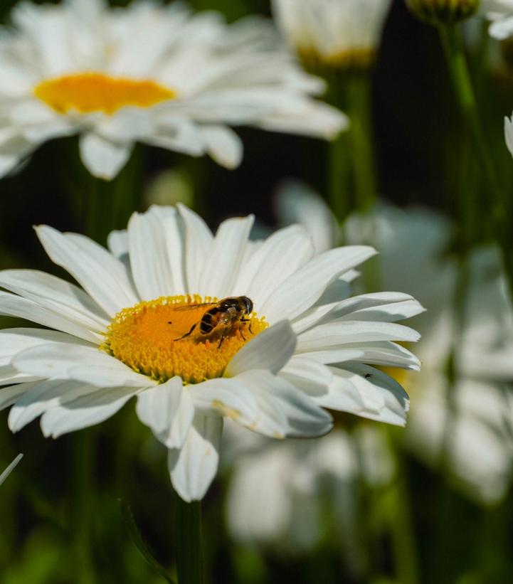 Image Credit: Bloomin' Easy