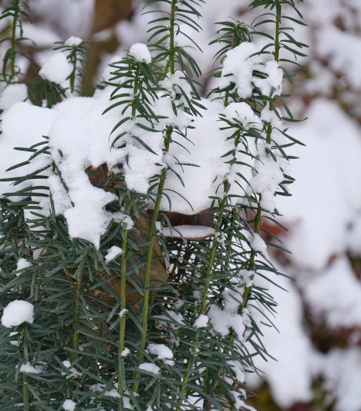 Image Credit: Spring Meadow Nursery