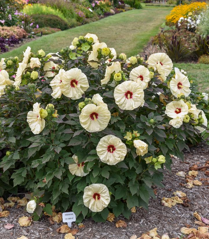 HIBISCUS SUMMERIFIC `COCONUT CREAM` - from Prides Corner Farms