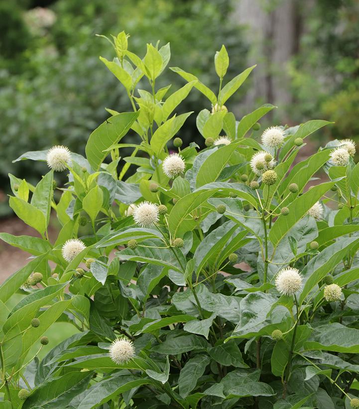 Image Credit: Spring Meadow Nursery