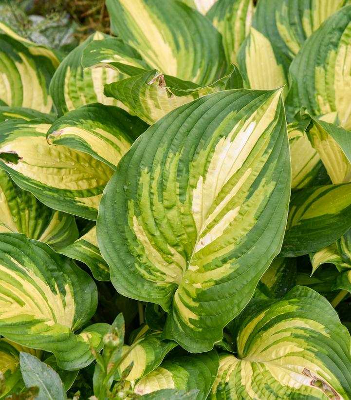 Hosta hybrid 'Shadowland® 'Affair to Remember'' - Hosta from Prides Corner Farms