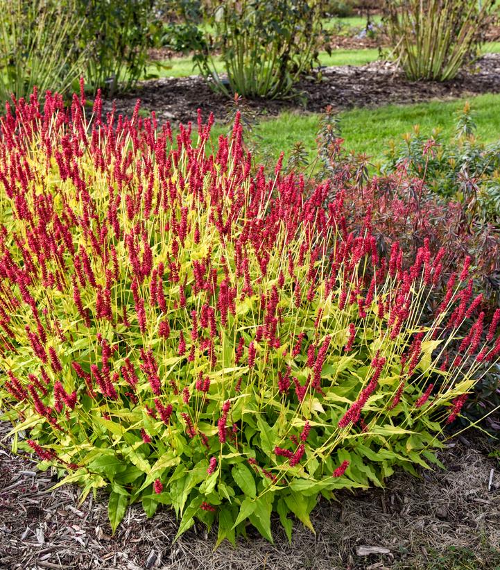 Persicaria amplexicaulis ''Glowing Reviews'' - Mountain Fleece from Prides Corner Farms