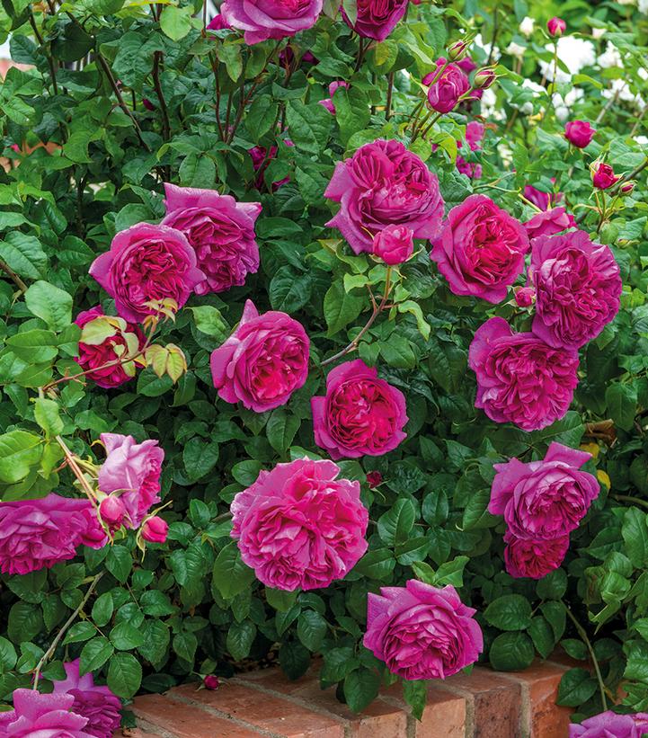 Image Credit: David Austin Roses