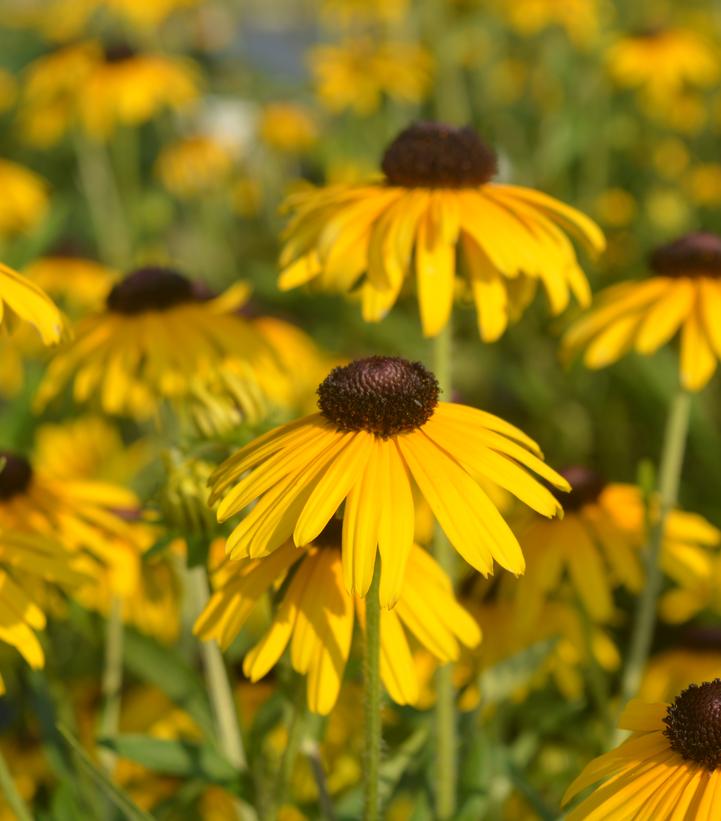 Image Credit: Prides Corner Farms