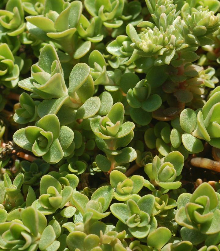 Image Credit: Prides Corner Farms