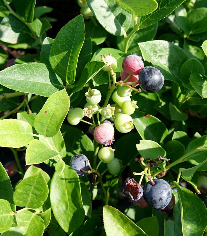 Image Credit: Prides Corner Farms