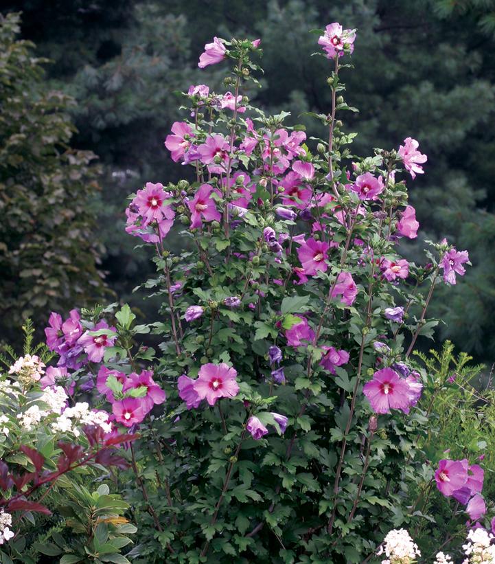 Image Credit: Spring Meadow Nursery
