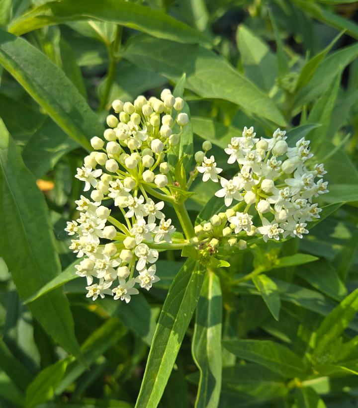 Image Credit: Prides Corner Farms