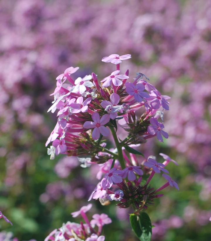 Image Credit: Prides Corner Farms