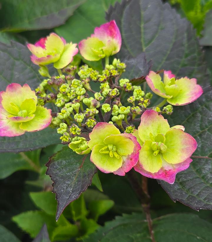 Image Credit: Prides Corner Farms