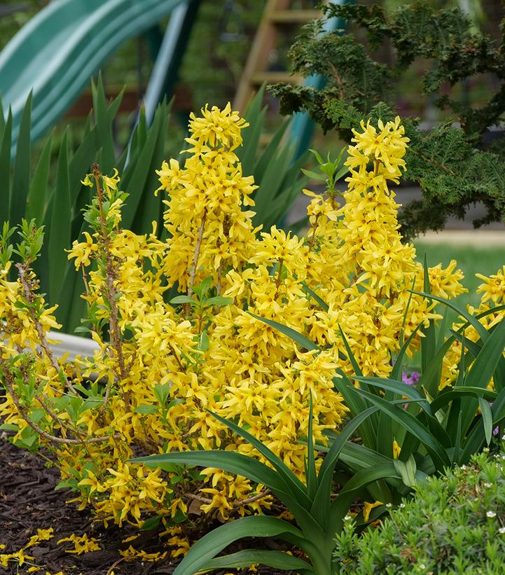 Image Credit: Spring Meadow Nursery