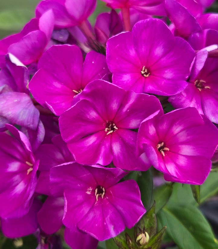 Image Credit: Prides Corner Farms