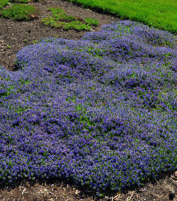Image Credit: Plants Nouveau