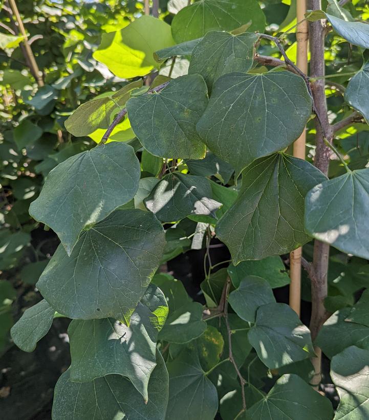 Image Credit: Prides Corner Farms