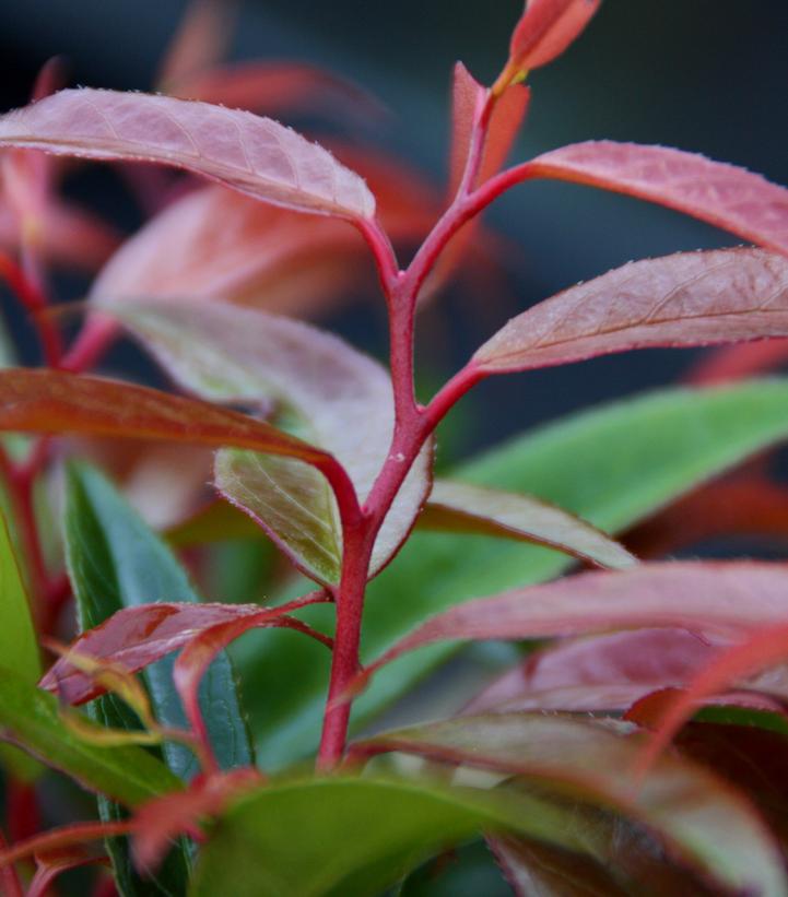 Image Credit: Concept Plants