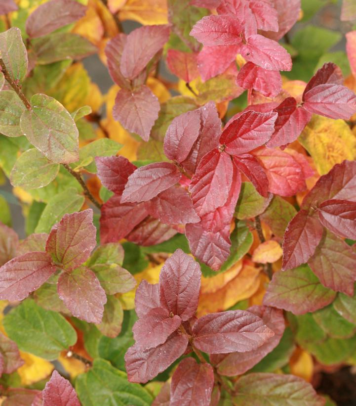 Image Credit: Spring Meadow Nursery