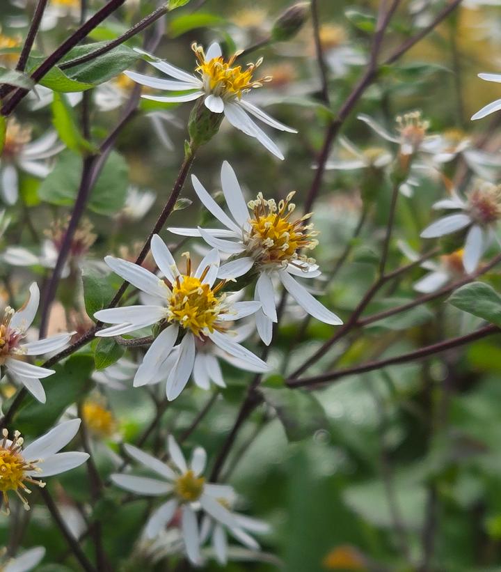 Image Credit: Prides Corner Farms