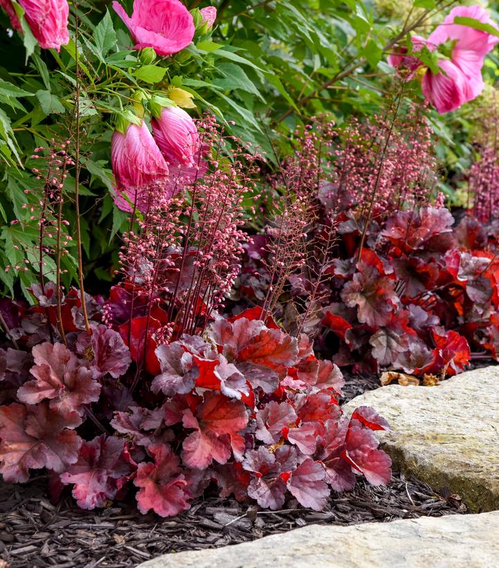 Image Credit: Walters Gardens