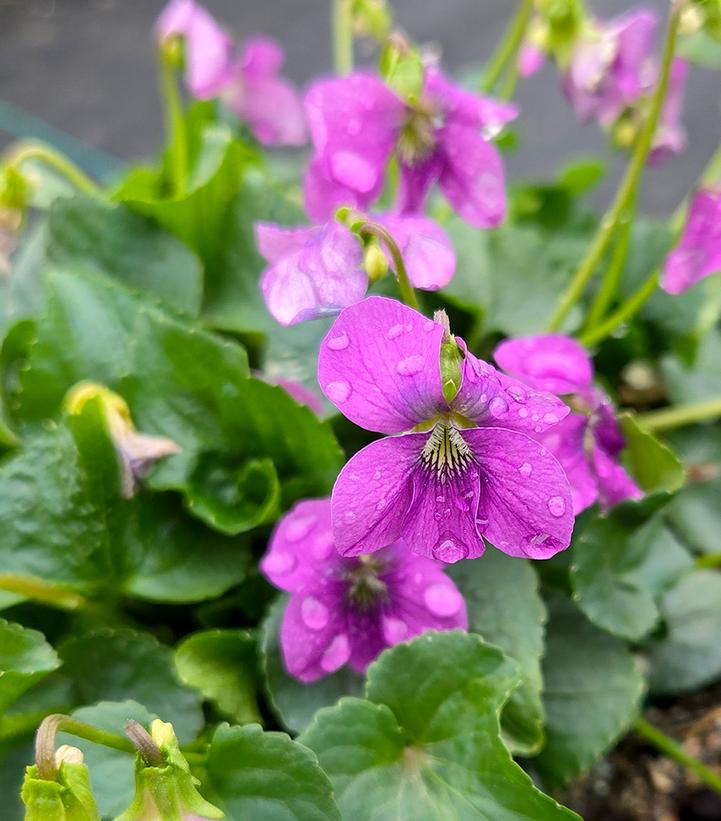 Image Credit: Prides Corner Farms