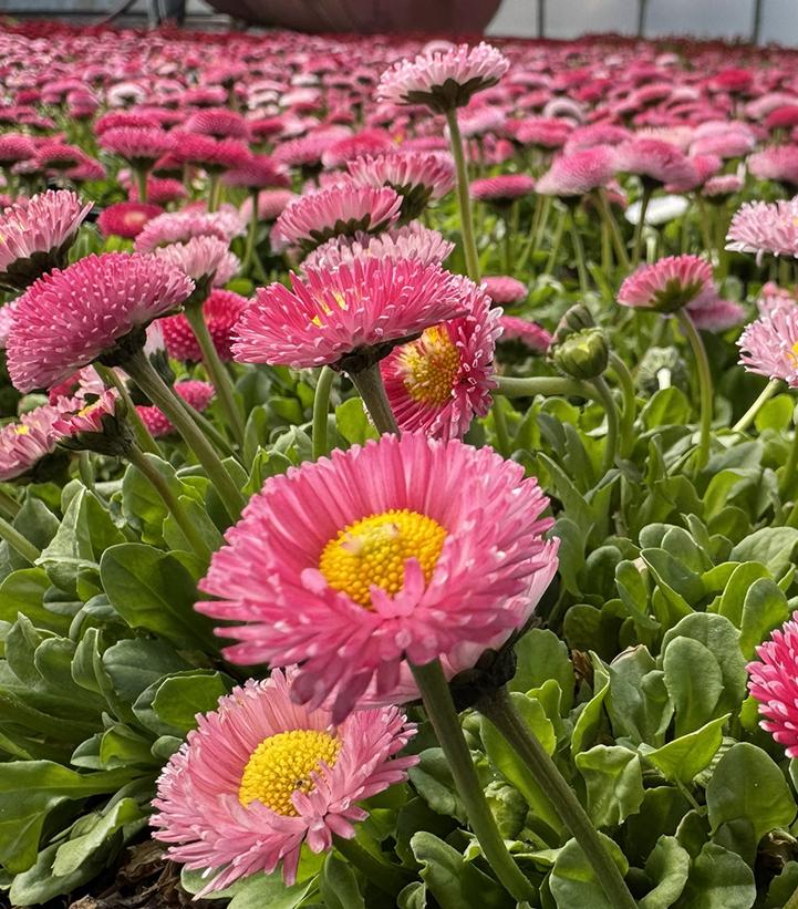 Image Credit: Prides Corner Farms