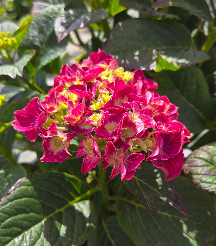 Image Credit: Prides Corner Farms