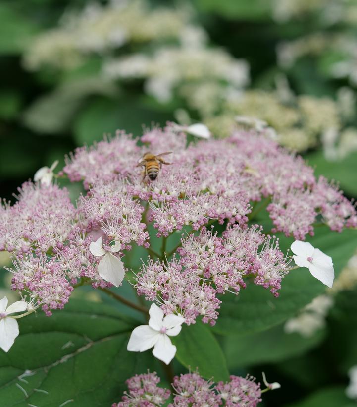Image Credit: Spring Meadow Nursery