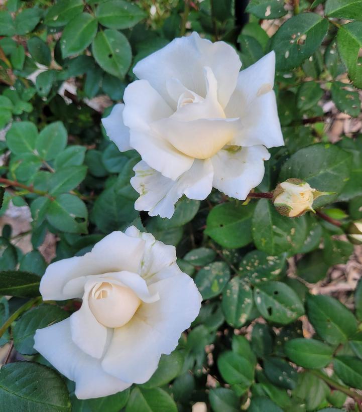 Image Credit: Prides Corner Farms