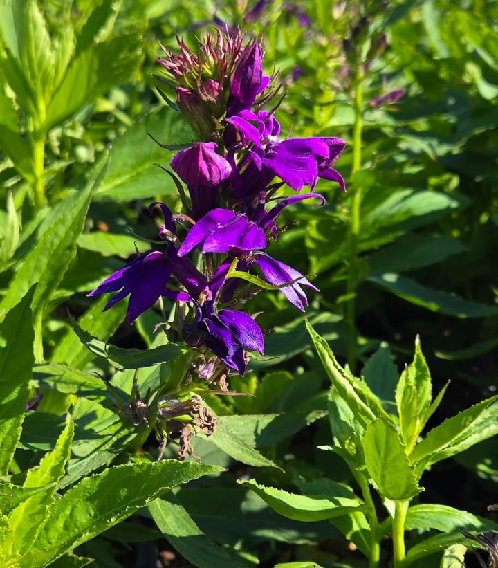 Image Credit: Prides Corner Farms