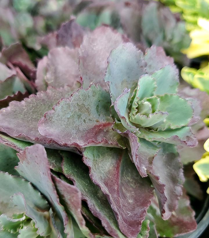 Image Credit: Prides Corner Farms