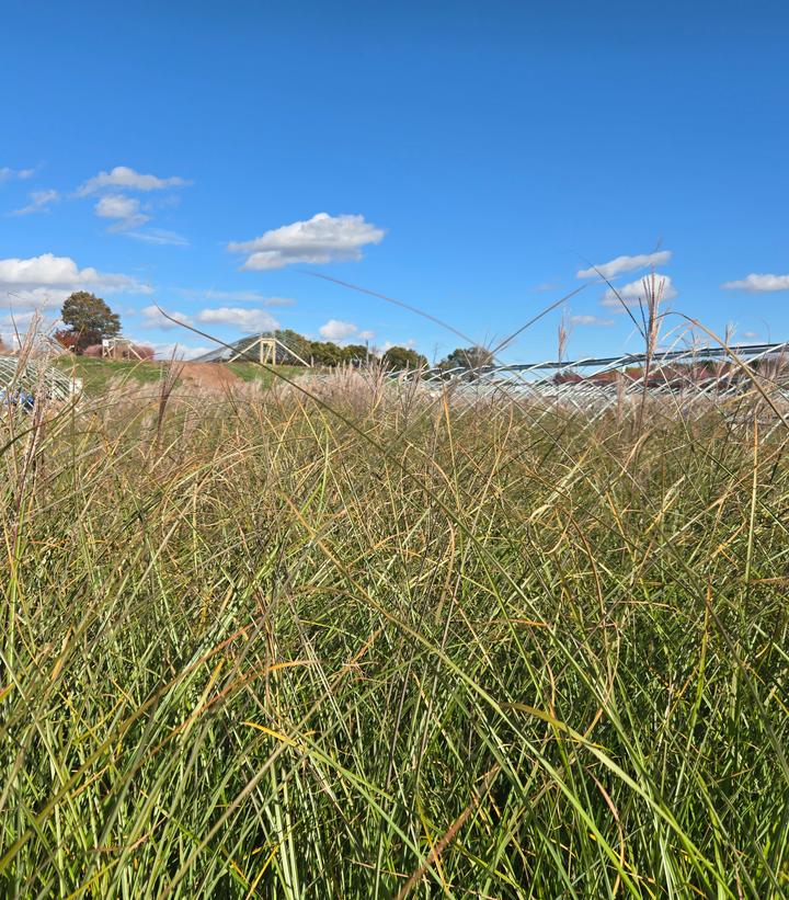 Image Credit: Prides Corner Farms